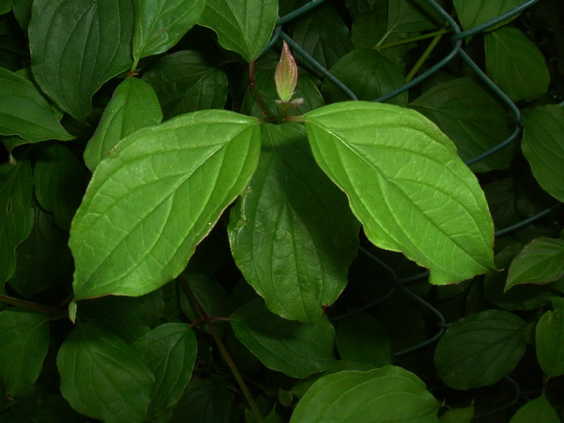 Cornus sanguinea / Corniolo sanguinello